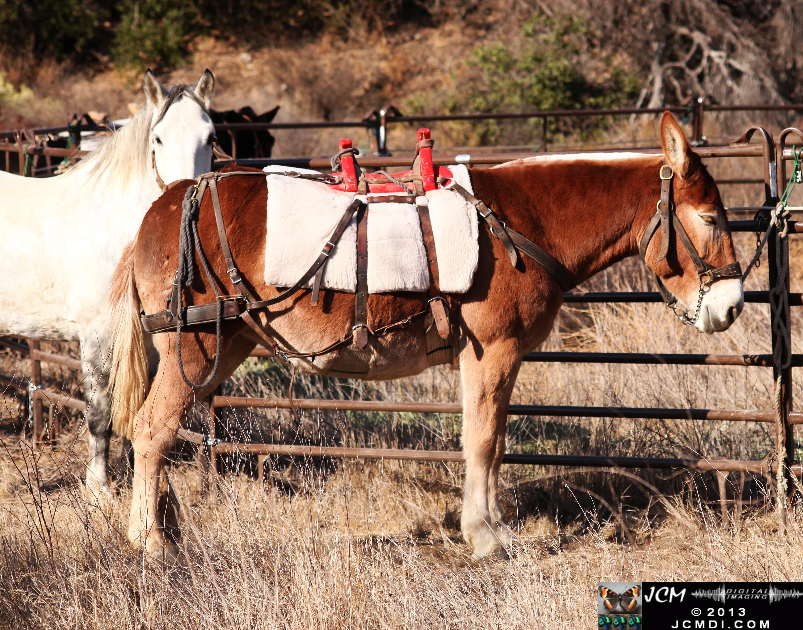 100 Mule Team at Whitney Canyon
